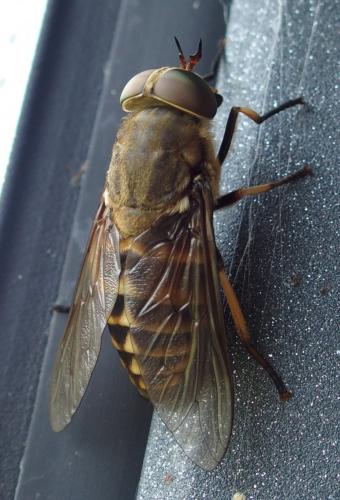 Réf. 206 792 : Tabanus sudeticus